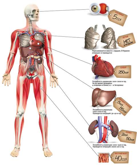 Сколько стоят органы человека? - zarobitok.ru