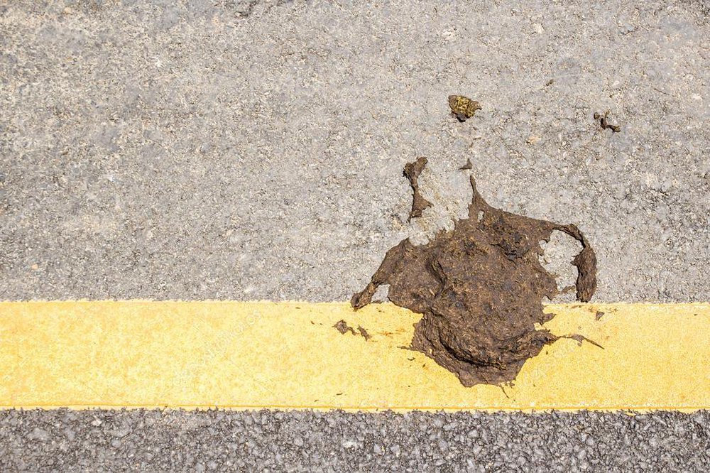 depositphotos_72362923-stock-photo-cow-dung-on-the-floor.jpg